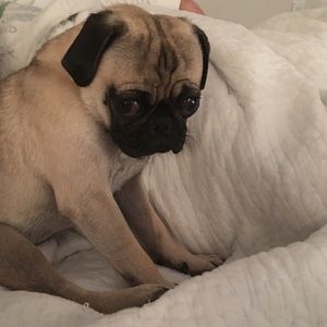 Meet your Posher, Ian